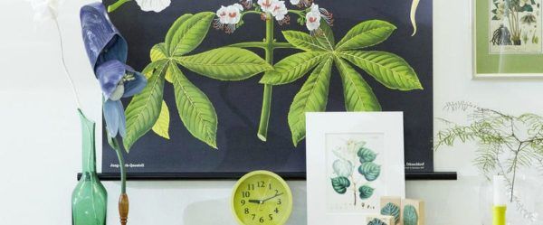 plantas fáciles de cuidar